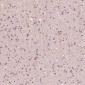 Anti-Dnmt1 Rabbit Monoclonal Antibody